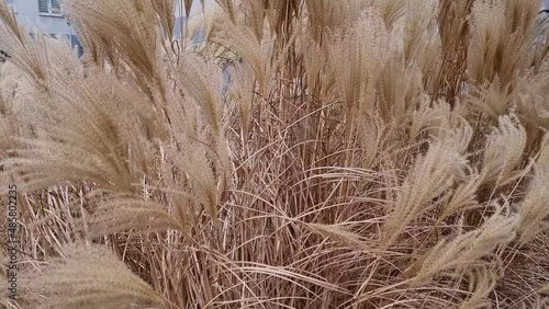 A beautiful yellow bush of the plant moves in the wind