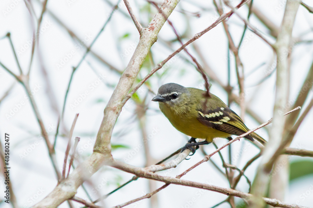 White-lored Tyrannulet