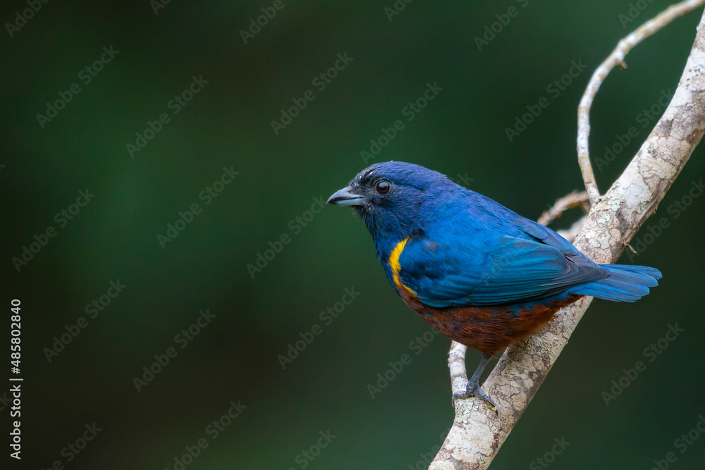 Chestnut-bellied Euphonia