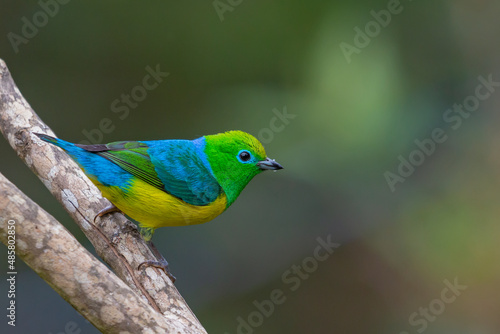 Blue-naped Chlorophonia © Gabriel Bonfa