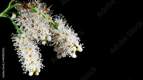 White Flowers Blooming in Time Lapse on a Black Background. Skimmia Blossoms Opens and Wilth  Fast. Many Small Flowers Moving Petals in Timelapse photo