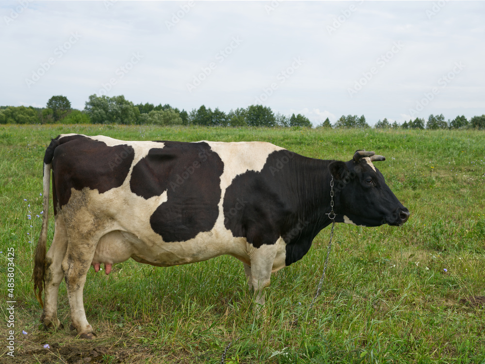 A white and black cow stands on a green meadow in summer
