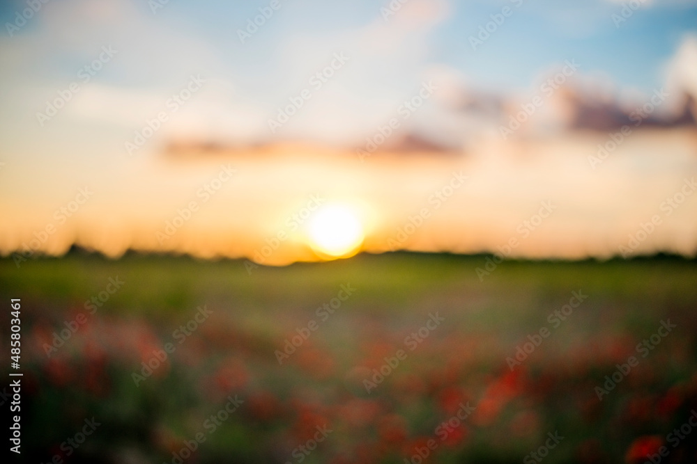 Defocused Panoramic view of a beautiful field of red poppies in the rays of the setting sun.