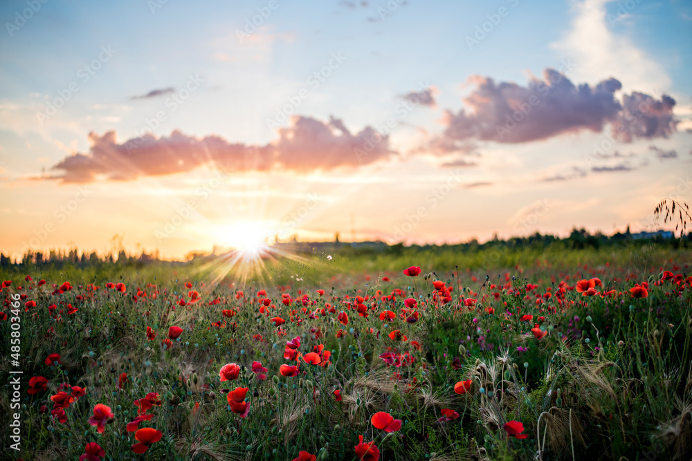 Panoramic view of a beautiful field of red poppies in the rays of the setting sun. Nature postcard