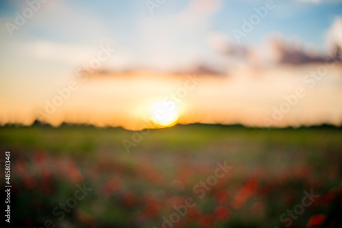 Defocused Panoramic view of a beautiful field of red poppies in the rays of the setting sun.