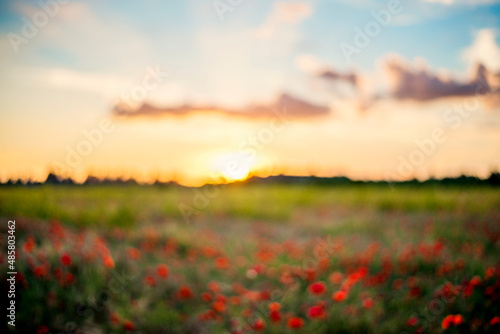 Defocused Panoramic view of a beautiful field of red poppies in the rays of the setting sun.