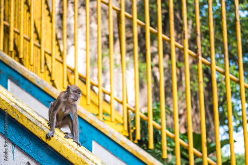 Photography Monkey, Batu Caves, Kuala Lumpur, Malaysia, Southeast Asia