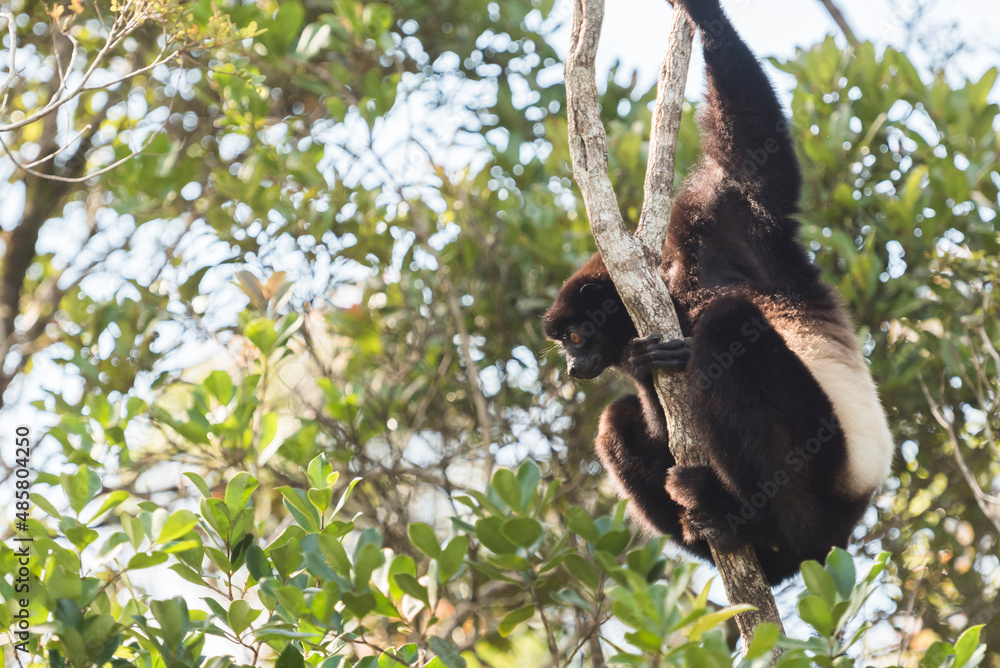 Fototapeta premium Milne-Edwards Sifaka (Propithecus Edwardsi), Ranomafana National Park, Madagascar Central Highlands