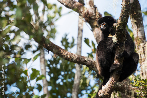 Milne-Edwards Sifaka (Propithecus Edwardsi), Ranomafana National Park, Madagascar Central Highlands © Matthew