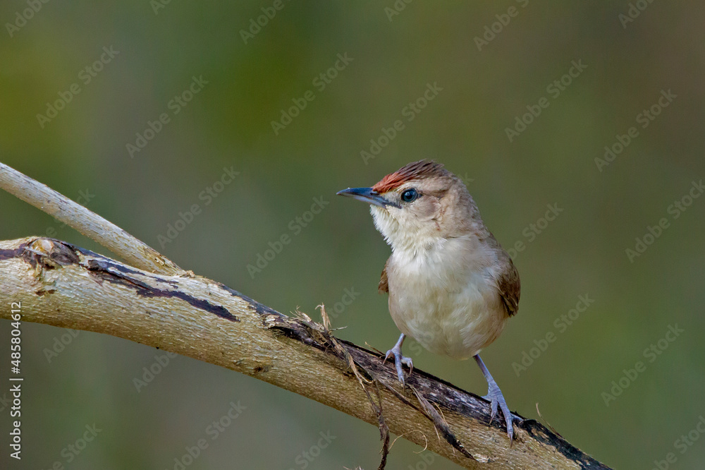Obraz premium Rufous-fronted Thornbird