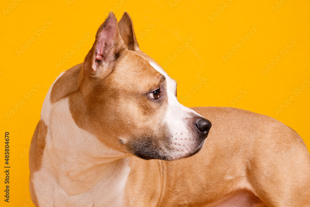 dog American Staffordshire Terrier stands sideways on a yellow background