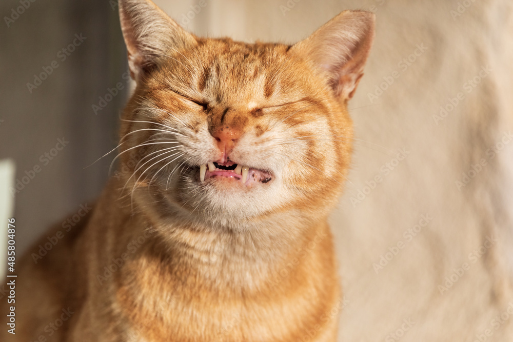 Ginger cat is smile