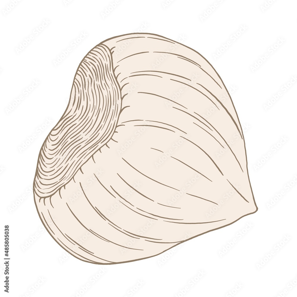 Contoured, hatched illustration of walnut, hazelnut on a white background isolated element Contoured, hatched illustration of walnut, hazelnut on a white background isolated element