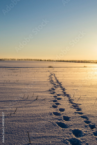 footprints in the snow