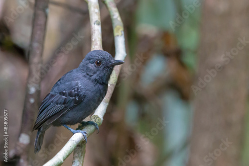 Plumbeous Antvireo photo