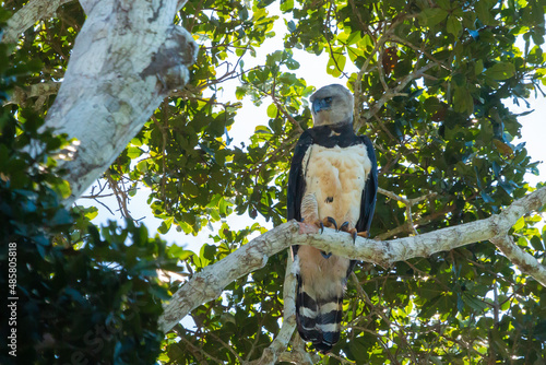 Harpy Eagle