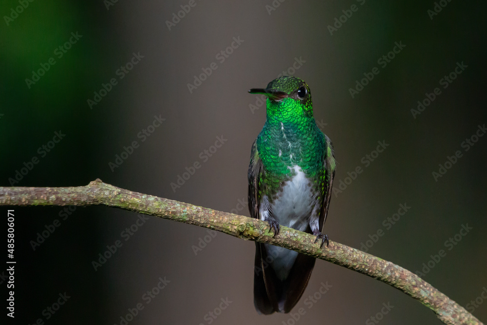 Obraz premium Glittering-throated Emerald