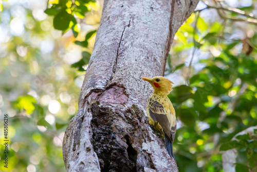 Cream-colored Woodpecker