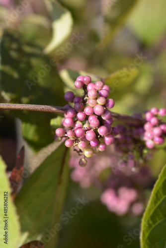 Beautyberry Profusion