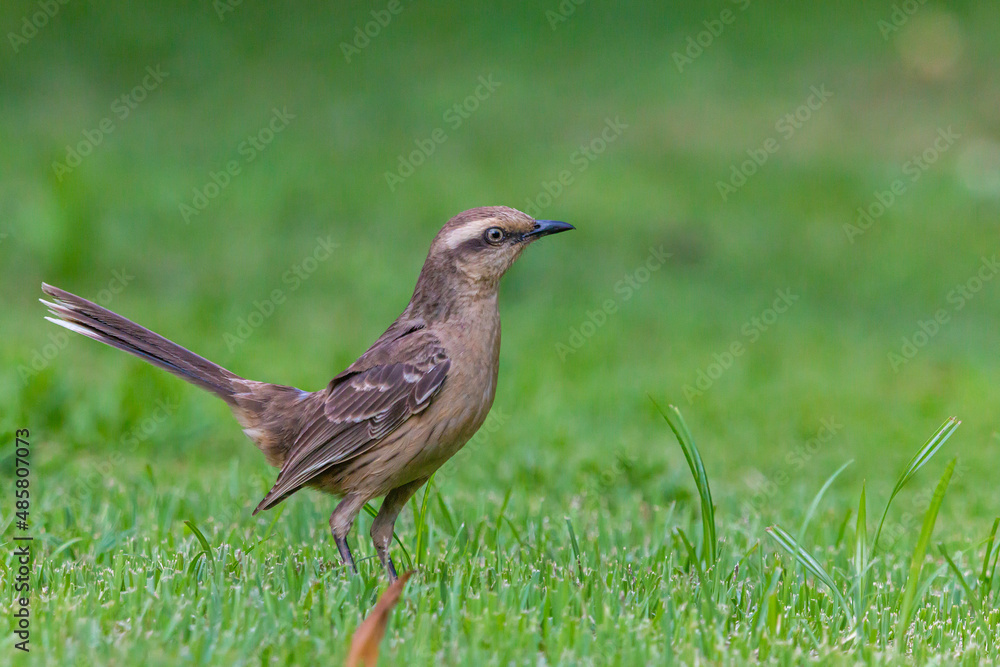 Fototapeta premium Chalk-browed Mockingbird