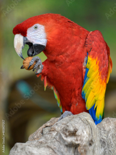Profile portrait of scarlet macaw (Ara macao) eating a nut