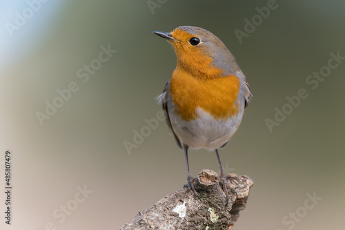 Common robin perched © edufoto.es