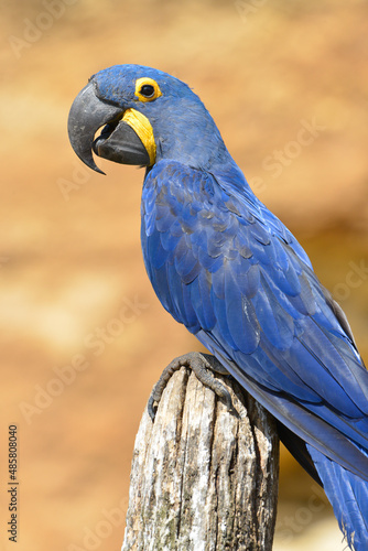 Closeup blue hyacinth macaw (Anodorhynchus hyacinthinus) seen from profile and perched on wood post © Christian Musat