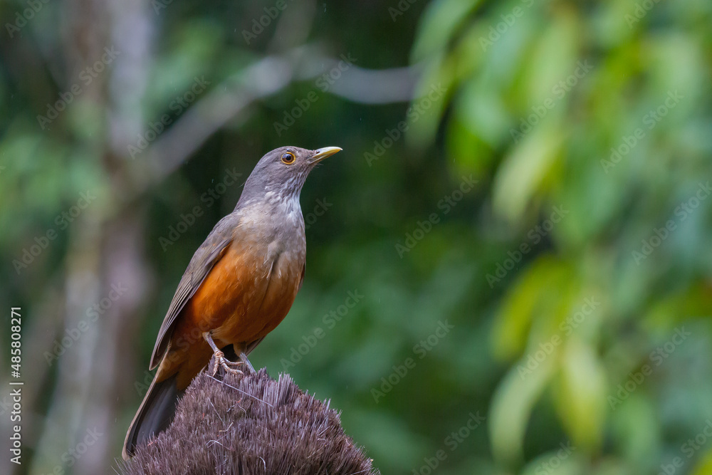 Rufous-bellied Thrush Rufous-bellied Thrush