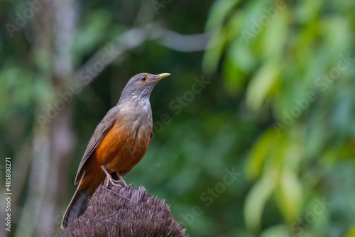 Rufous-bellied Thrush © Gabriel Bonfa