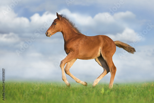 Foal run gallop on green pasture against sky