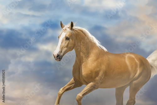 Palomino horse run free against sky © callipso88