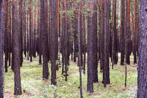 trunks of pine trees in summer forest