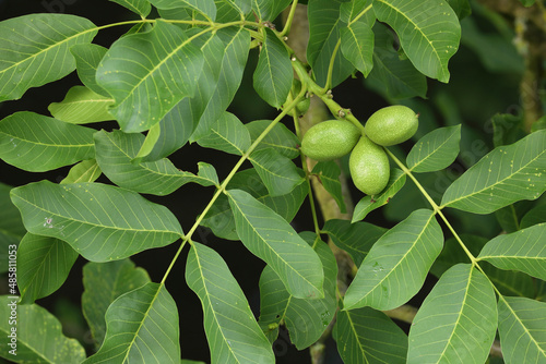 A close-up of walnuts growing on their tree 