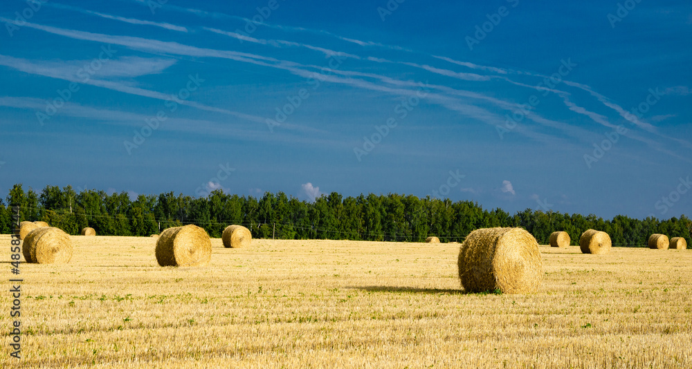 Fototapeta premium bales of hay