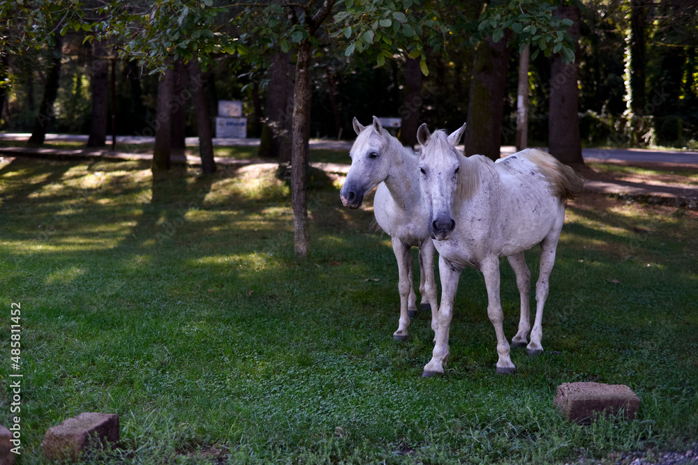 Obraz premium White horses in the city