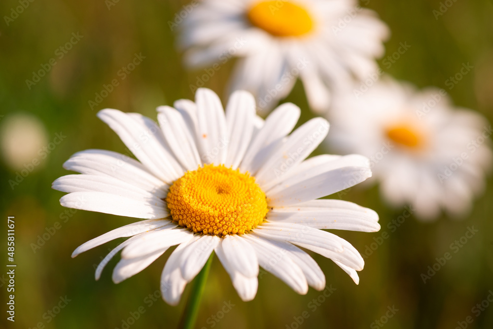 Bright photo of chamomile blooming in the field. Close up shot of chamomile flowers in full bloom Bright photo of chamomile blooming in the field. Close up shot of chamomile flowers in full bloom