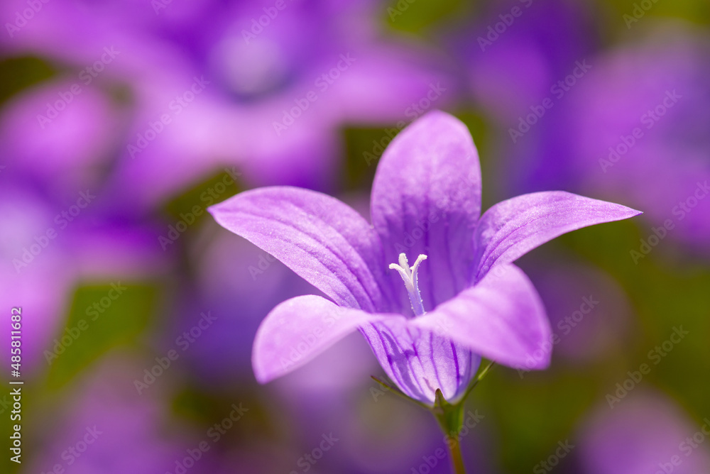 Beautiful macro shot of bell flower. Close-up photo of violet bell-shaped flower blooming in the field Beautiful macro shot of bell flower. Close-up photo of violet bell-shaped flower blooming in the field