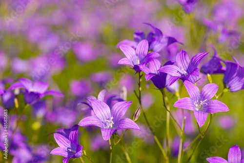 Vibrant background of violet wild bell flowers in the fild. Bright photo of purple bell-shaped flowers