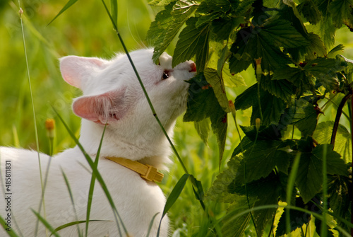 White cat on green grass