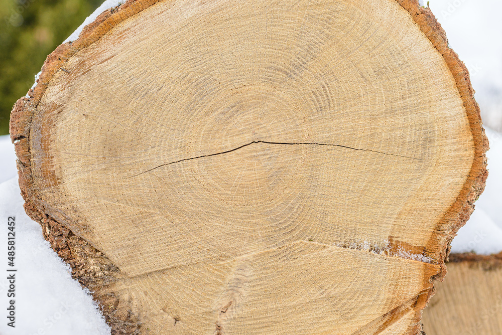 Wood texture round log grunge background. Feature intricate radiating dry cracking and concentric growth ring patterns.Closeup. Wood texture round log grunge background. Feature intricate radiating dry cracking and concentric growth ring patterns.Closeup.