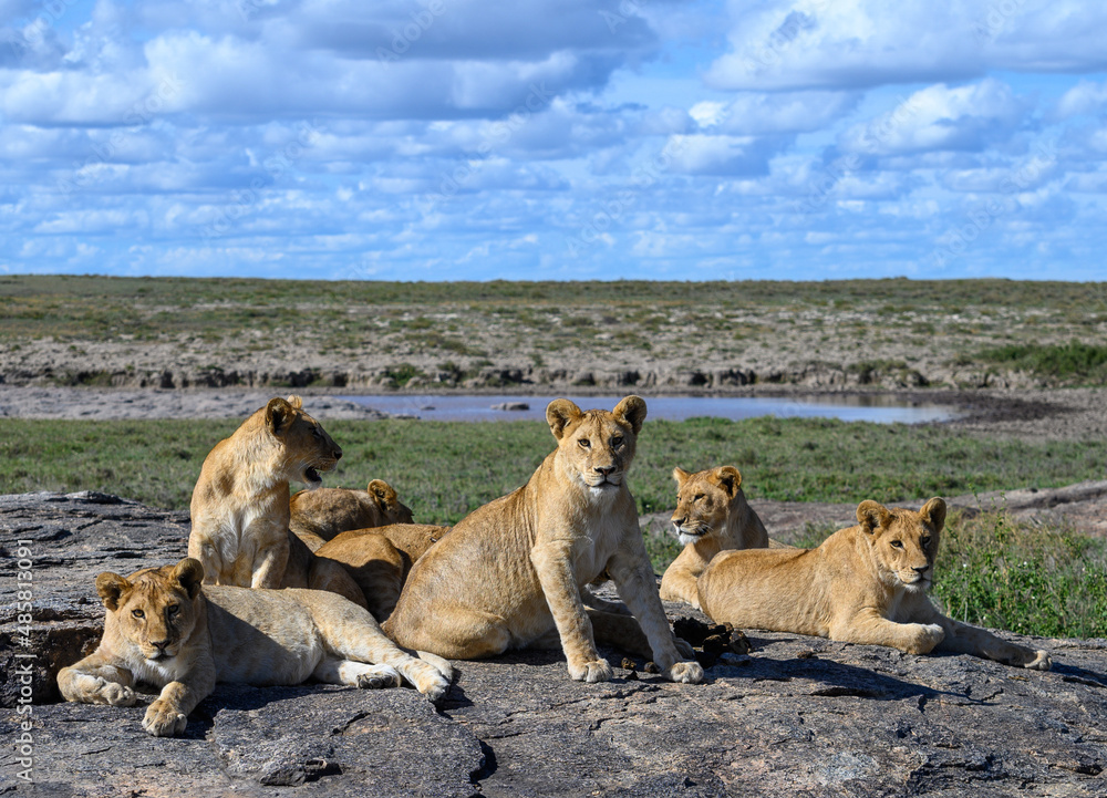 Pride of lions on a rock in Tanzania in the Serengeti Pride of lions on a rock in Tanzania in the Serengeti