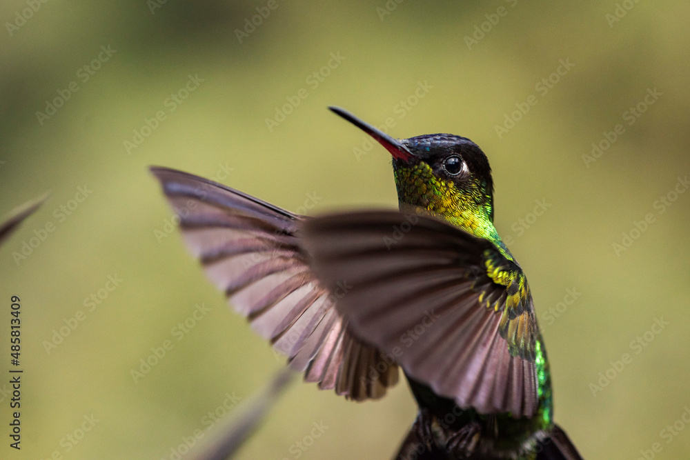 Fiery-throated Hummingbird (Panterpe insignis), San Gerardo de Dota, San Jose Province, Costa Rica Fiery-throated Hummingbird (Panterpe insignis), San Gerardo de Dota, San Jose Province, Costa Rica