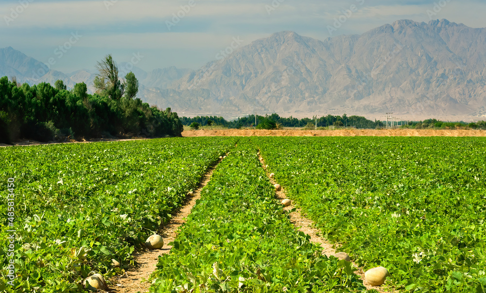 Field with ripening melon plants and system of irrigation. The photo depicts GMO free advanced agriculture industry in desert and arid areas of the Middle East