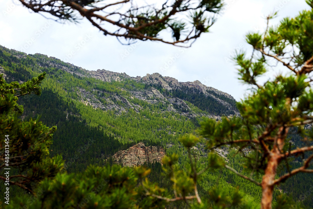 view of the mountain covered with pine forest