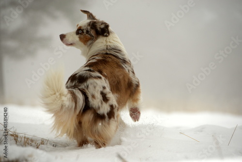 Spüaß im Schnee. Schöner Australien Shepherd Hund spielt in winterlicher Landschaft © Grubärin