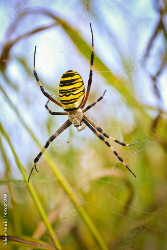 spider on the web