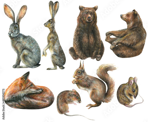 Watercolor set with illustration of cute forest animals gray bunny  fox  mouse  squirrel bear on white background