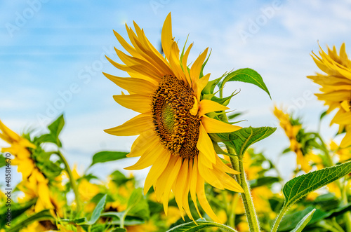 sunflower and bee