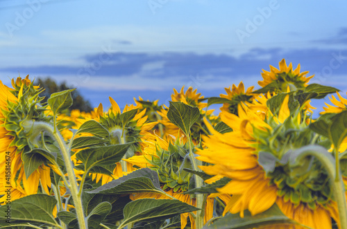 sunflowers in the field