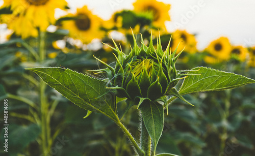 sunflower on the field